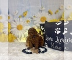Small #5 Poodle (Toy)