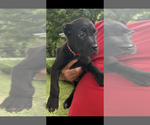 Small Photo #26 Cane Corso Puppy For Sale in ANDERSON, IN, USA