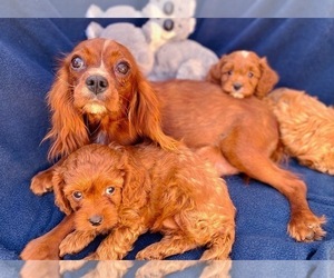 Mother of the Cavapoo puppies born on 11/13/2022