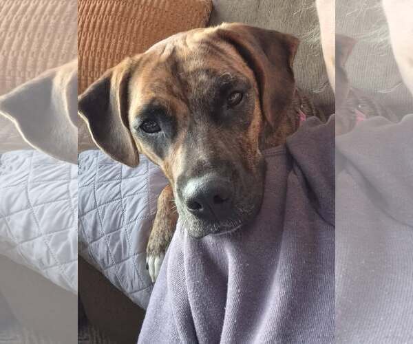 Medium Photo #2 Boxer-Unknown Mix Puppy For Sale in Burnsville, MN, USA