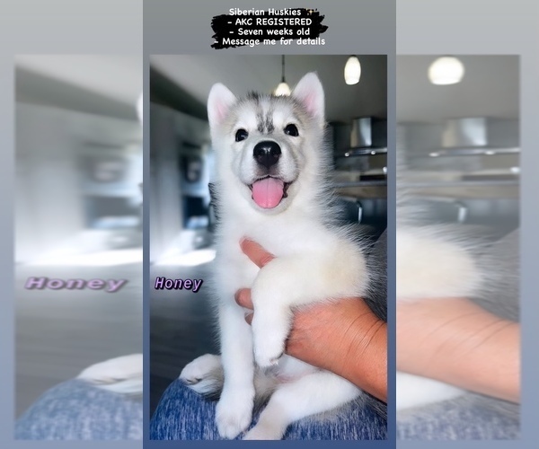 Medium Photo #3 Siberian Husky Puppy For Sale in KISSIMMEE, FL, USA