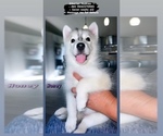 Small Photo #3 Siberian Husky Puppy For Sale in KISSIMMEE, FL, USA
