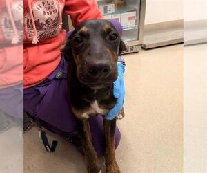 German Shepherd Dog-Unknown Mix Dogs for adoption in Baytown, TX, USA
