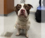 Small Staffordshire Bull Terrier