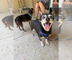 Small #1 Chihuahua Mix