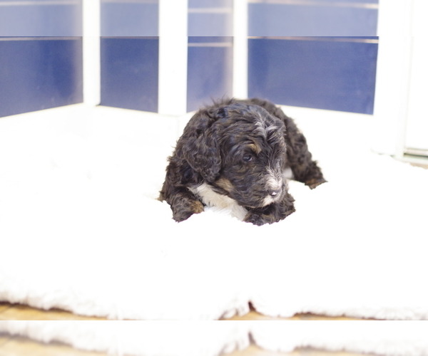 Medium Photo #3 Bernedoodle Puppy For Sale in GREAT FALLS, MT, USA