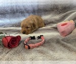 Small #25 Golden Retriever