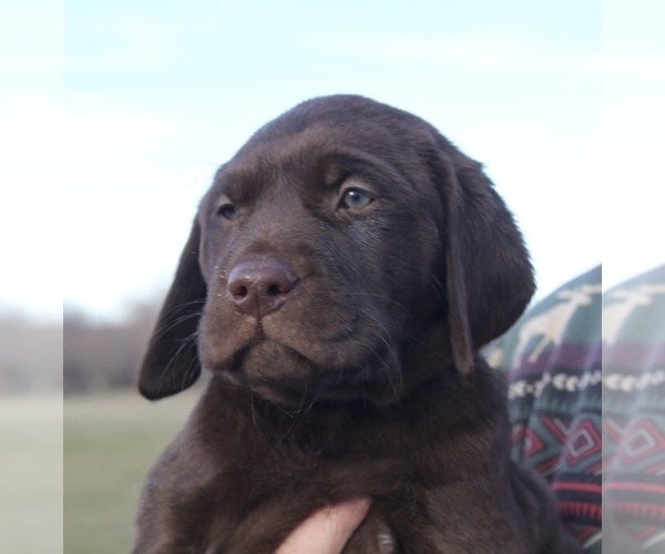 Medium Photo #8 Labrador Retriever Puppy For Sale in MANSFIELD, MO, USA