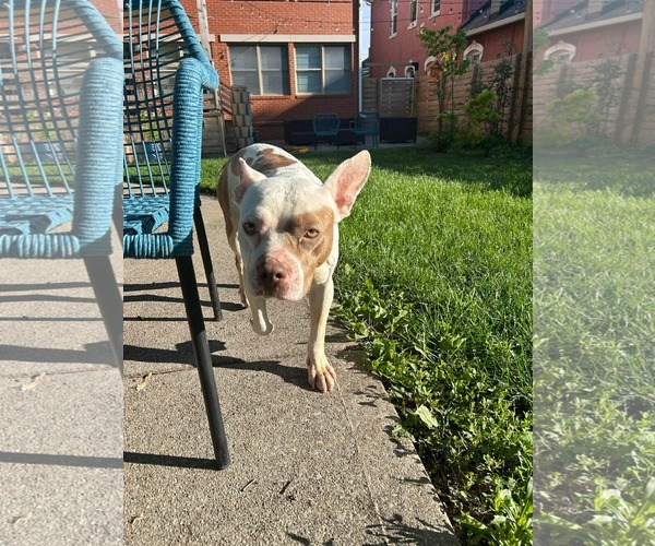 Medium Photo #3 American French Bull Terrier Puppy For Sale in Germantown, OH, USA