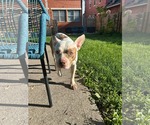 Small #2 American French Bull Terrier