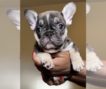 Puppy Puppy 6 French Bulldog
