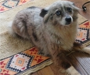 Miniature Australian Shepherd Puppy for sale in MILTON, WI, USA
