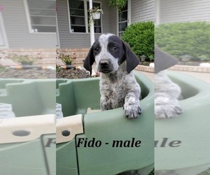 Labrador Retriever-Unknown Mix Puppy for sale in HOPKINSVILLE, KY, USA