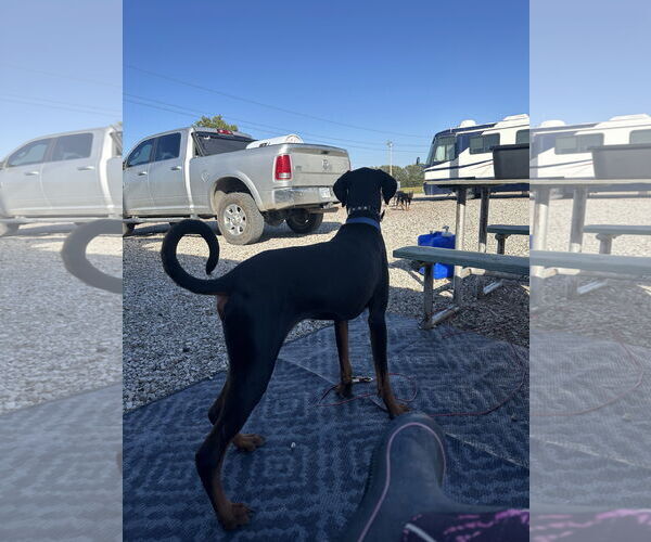 Medium Photo #3 Doberman Pinscher Puppy For Sale in Minneaoplis, MN, USA