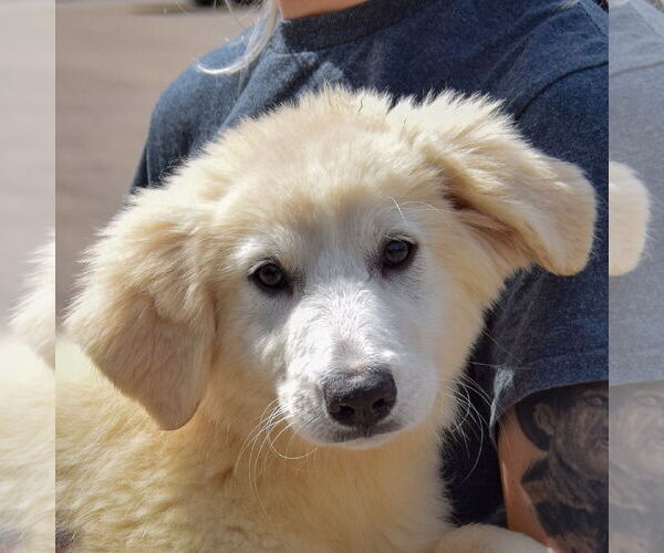 Medium Photo #6 Great Pyrenees Puppy For Sale in Huntley, IL, USA