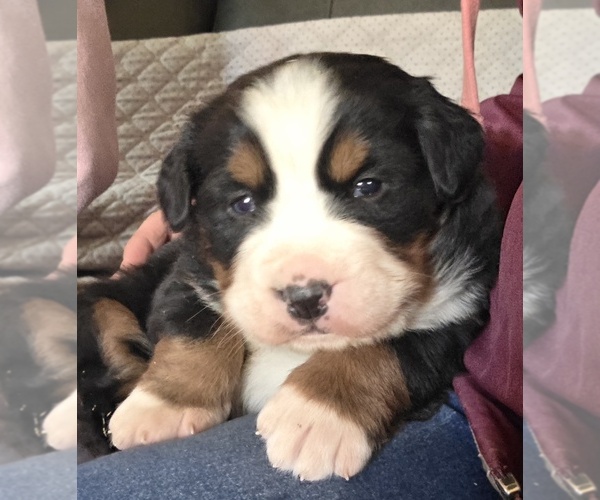 Medium Photo #9 Bernese Mountain Dog Puppy For Sale in HILLSBORO, OH, USA