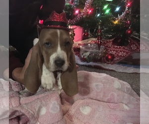 Basset Hound Puppy for Sale in ABSECON, New Jersey USA
