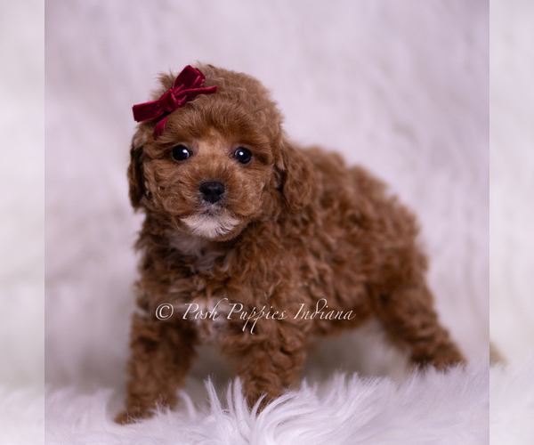Medium Photo #5 Poodle (Toy) Puppy For Sale in WARSAW, IN, USA
