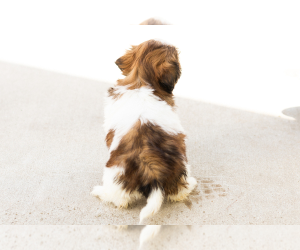 Medium Photo #8 Shih Tzu Puppy For Sale in NAPPANEE, IN, USA