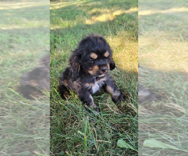 Medium Photo #2 Cocker Spaniel Puppy For Sale in WITHEE, WI, USA