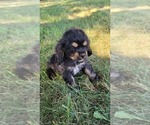 Puppy Puppy 1 Raven Cocker Spaniel