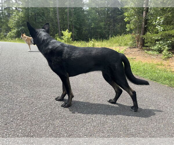 Medium Photo #2 German Shepherd Dog Puppy For Sale in La Grange , NC, USA