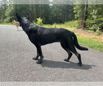 Small #1 German Shepherd Dog
