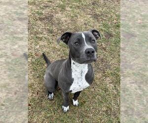 American Pit Bull Terrier Dogs for adoption in Lee's Summit, MO, USA