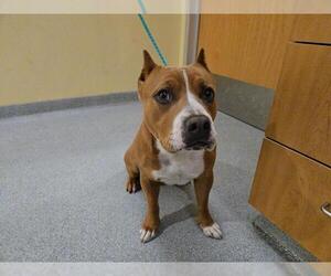 Mutt Dogs for adoption in Orange, CA, USA