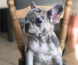 French Bulldog Puppy for sale in N LAS VEGAS, NV, USA