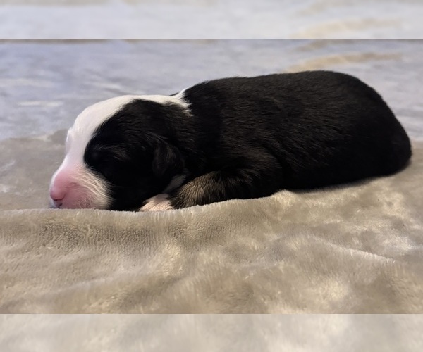 Medium Photo #80 Australian Shepherd Puppy For Sale in SALISBURY, NC, USA