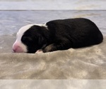 Small Photo #80 Australian Shepherd Puppy For Sale in SALISBURY, NC, USA