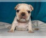 Small Photo #5 French Bulldog Puppy For Sale in VERONA, MO, USA