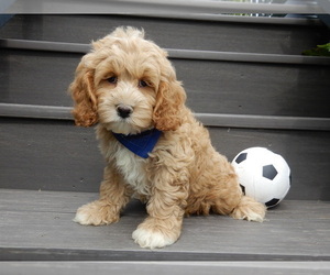 Cockapoo Puppy for sale in MILLERSBURG, OH, USA