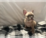 Small #4 French Bulldog