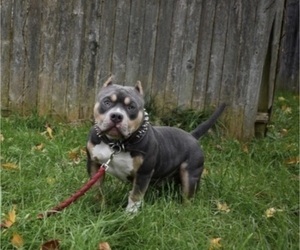 Father of the American Bully puppies born on 03/27/2023