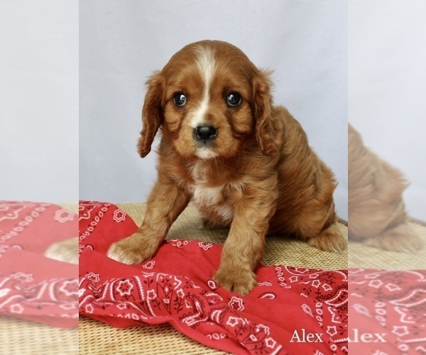 Medium Photo #1 Cavalier King Charles Spaniel Puppy For Sale in WATERLOO, NY, USA