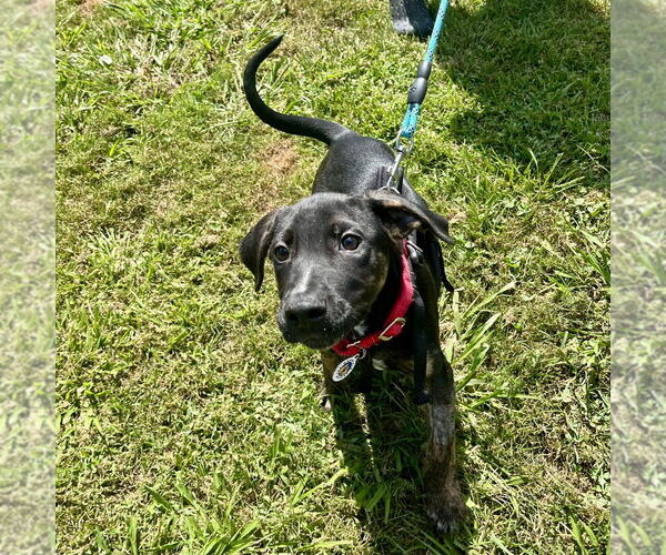 Medium Photo #3 Mutt Puppy For Sale in Candler, NC, USA