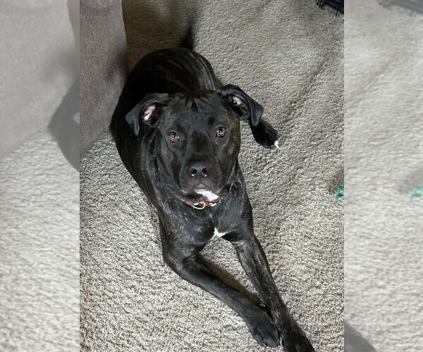 Medium Photo #19 American Pit Bull Terrier-Unknown Mix Puppy For Sale in Brewster, NY, USA