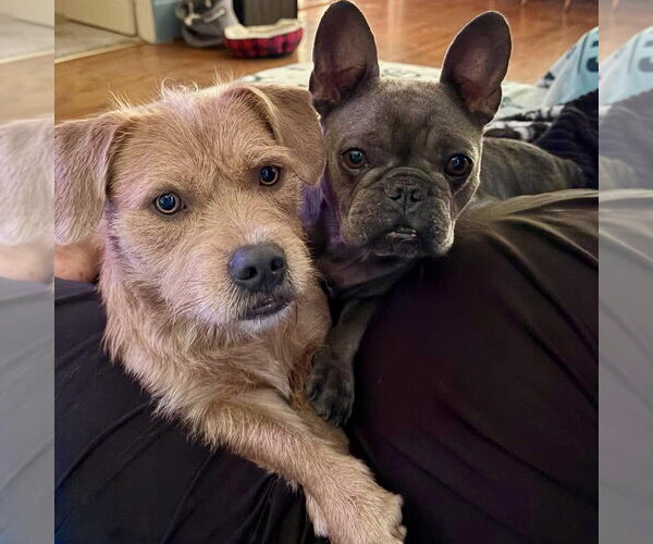 Medium Photo #2 French Bulldog Puppy For Sale in Spring Lake, NC, USA
