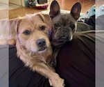 Small #1 French Bulldog