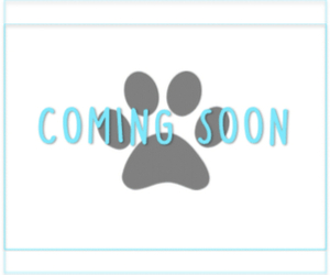 Shih Tzu Puppy for sale in MARIETTA, GA, USA