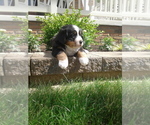 Puppy 6 Bernese Mountain Dog