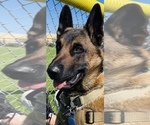 Small Photo #16 Malinois Puppy For Sale in SAN MARCOS, CA, USA