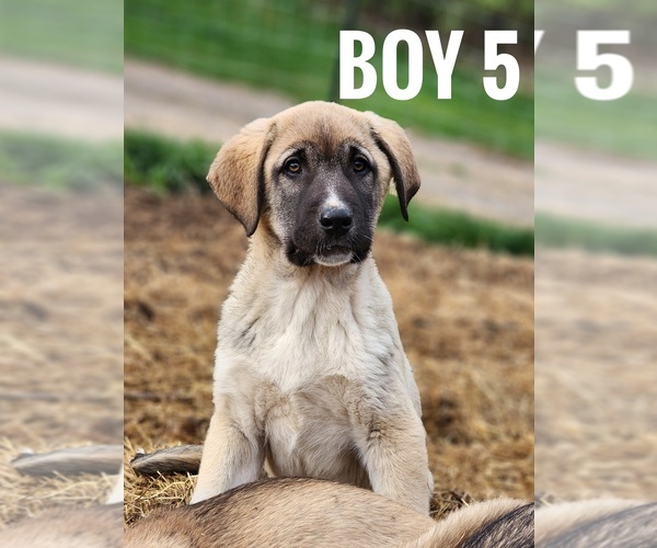 Medium Photo #1 Central Asian Shepherd Dog-Kangal Dog Mix Puppy For Sale in EIDSON, TN, USA