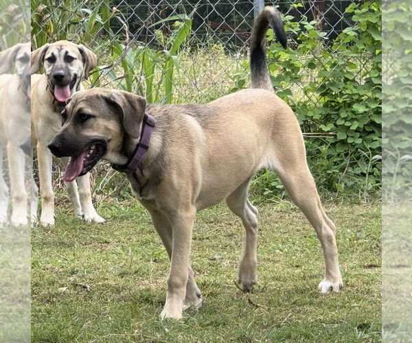 Medium Photo #25 Anatolian Shepherd-Rhodesian Ridgeback Mix Puppy For Sale in Higley, AZ, USA