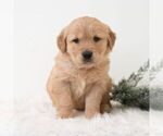 Small #4 Golden Retriever