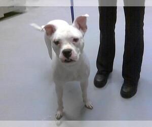 Medium Bullboxer Pit