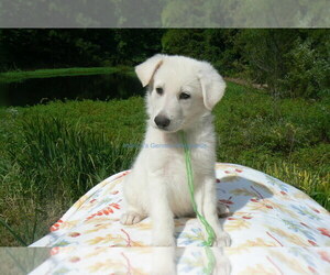 German Shepherd Dog Puppy for Sale in PIEDMONT, Missouri USA