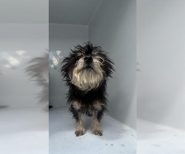 Medium Photo #1 Mutt Puppy For Sale in Houston, TX, USA